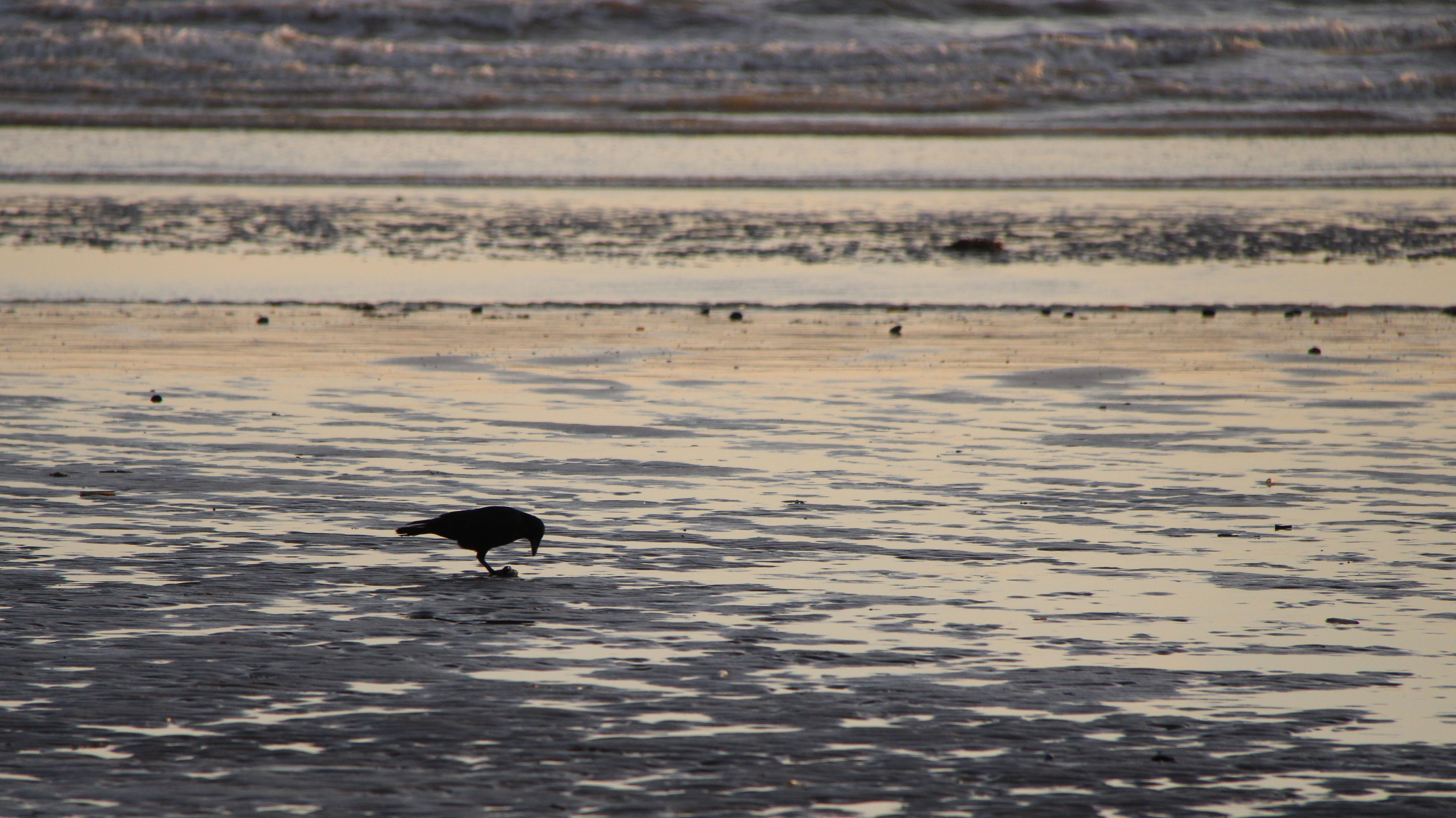 Crow by the sea - Krage ved stranden