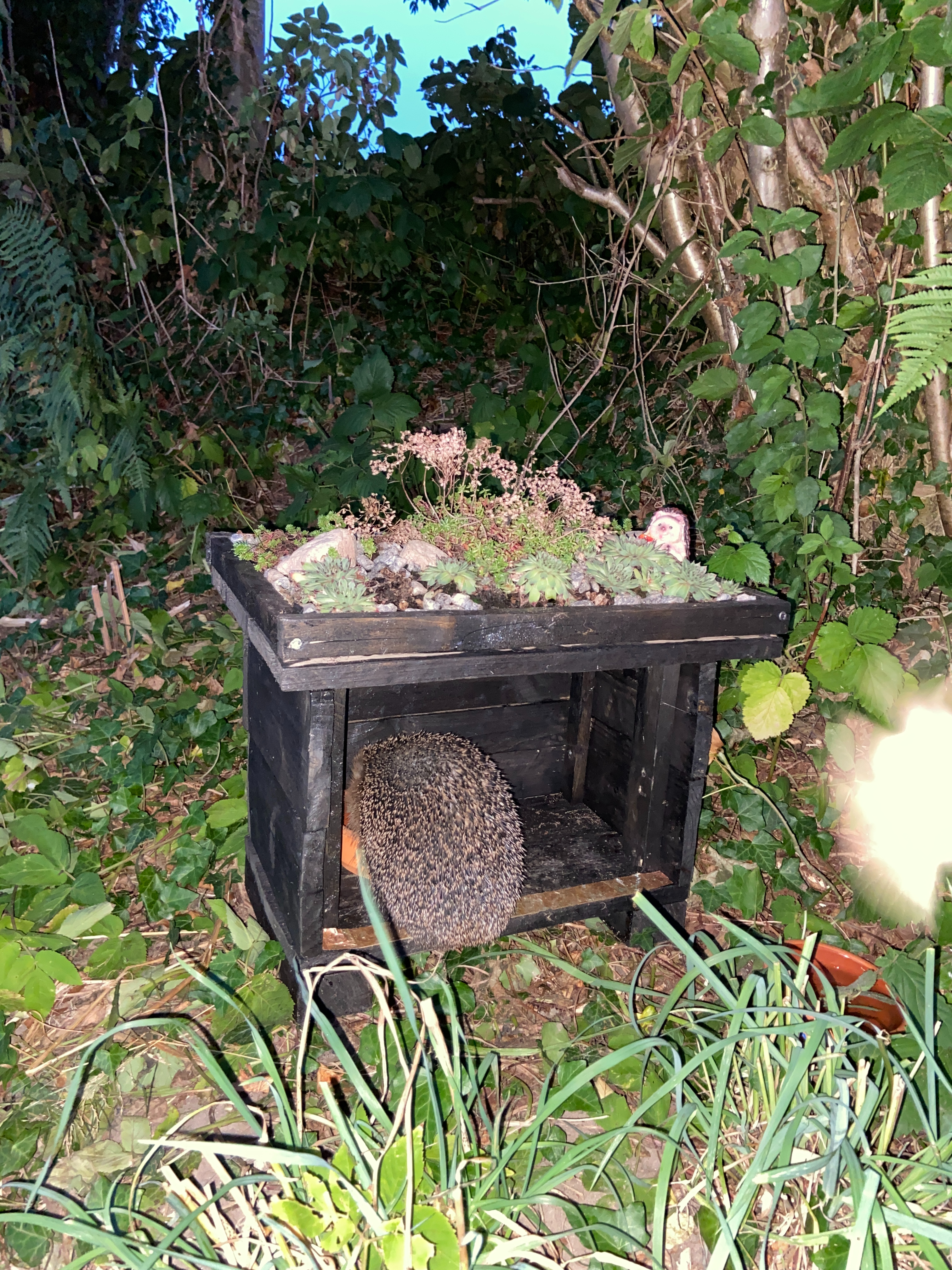Hedgehog feeding - Pindsvin fodring