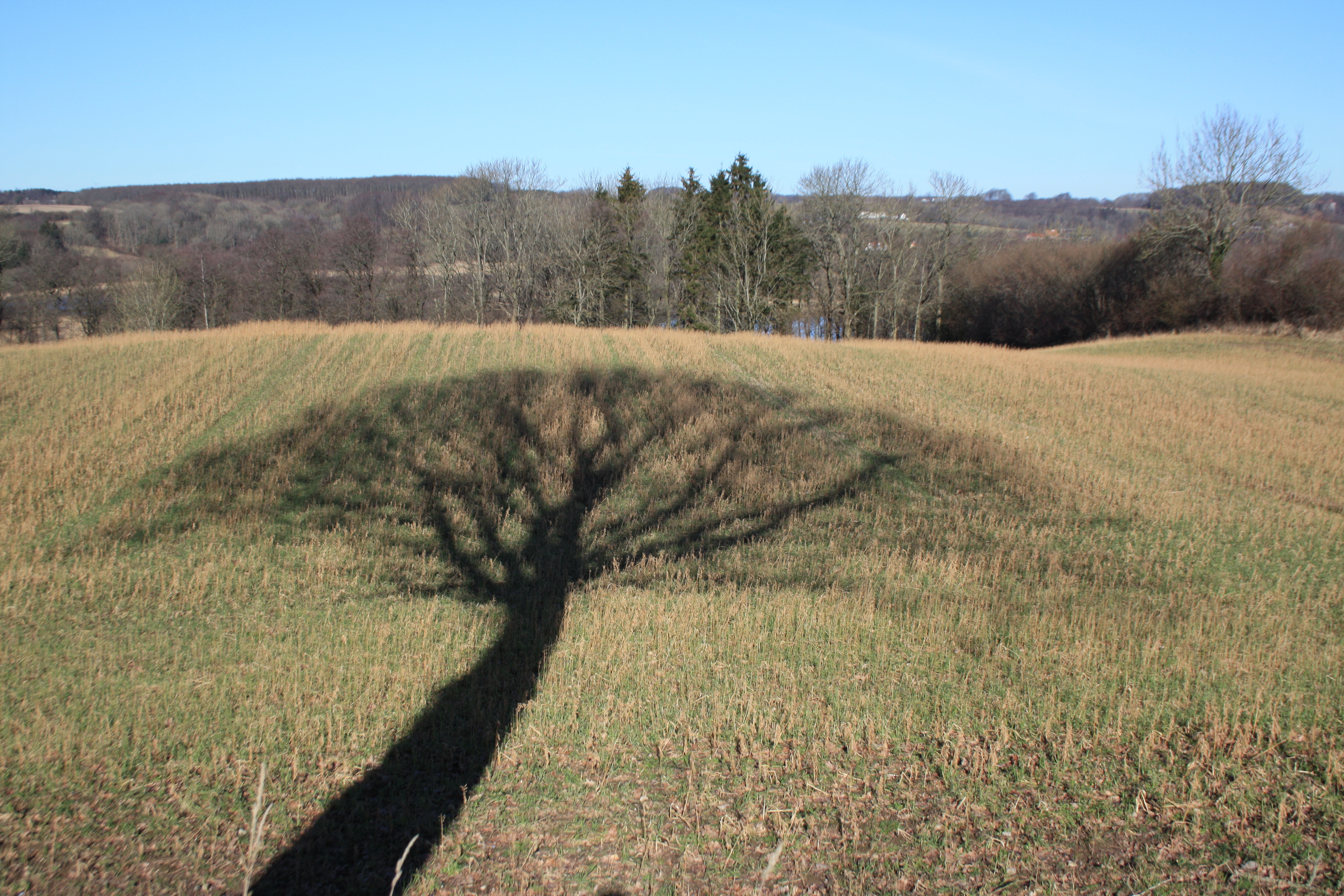 Shadow tree 