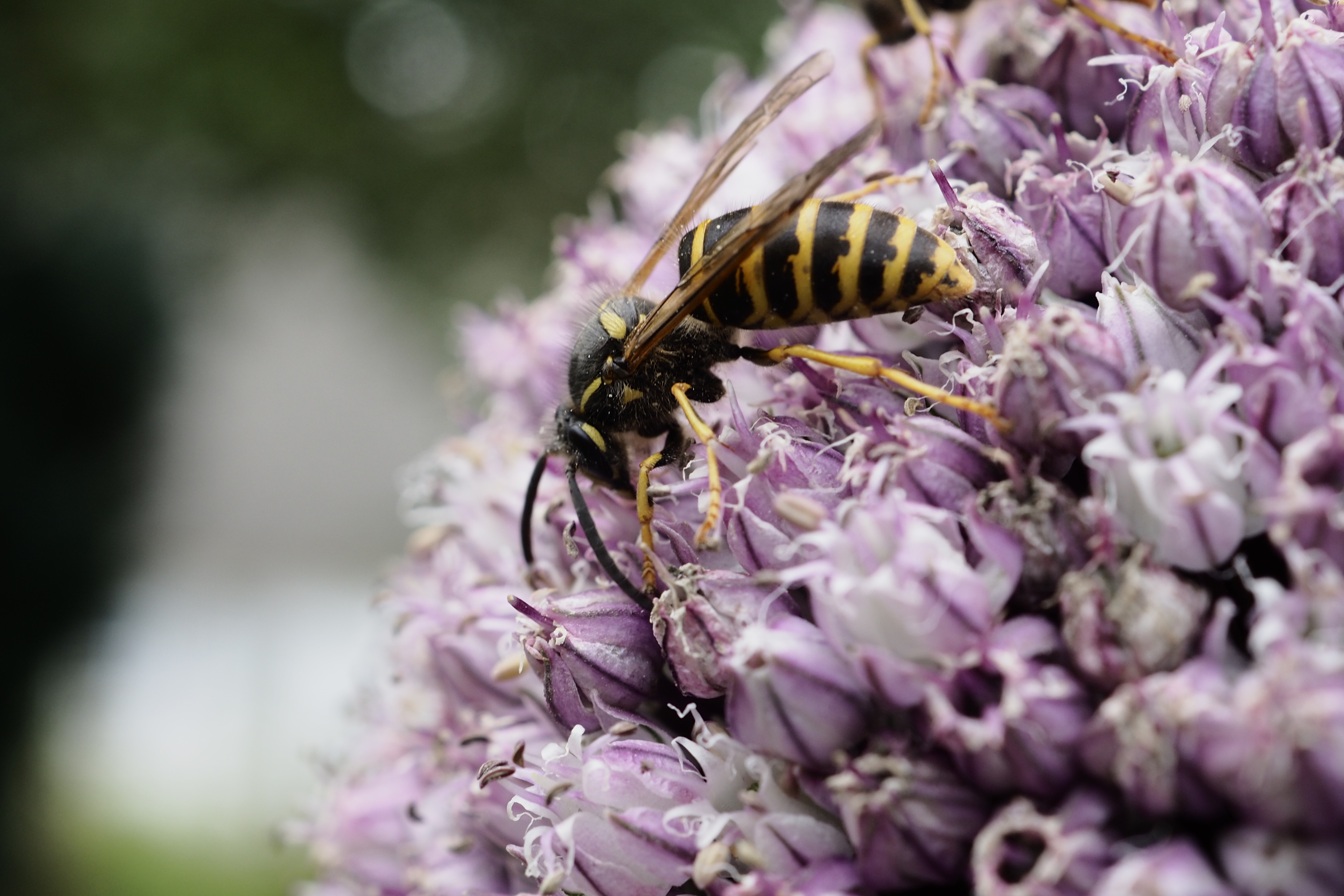 Wasp in macro- Hveps i macro