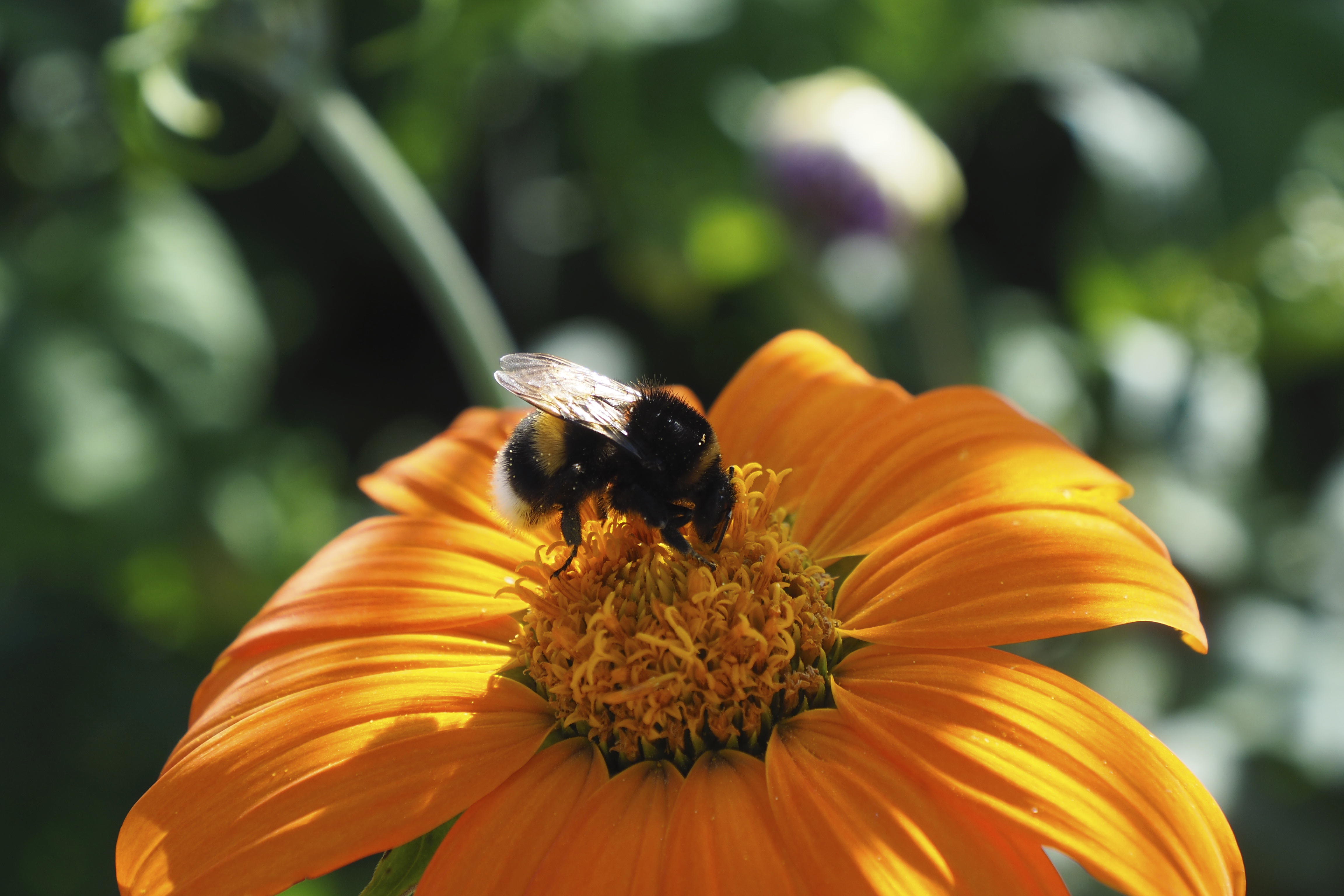 Bee - Noldes garden / Bi - Noldes have
