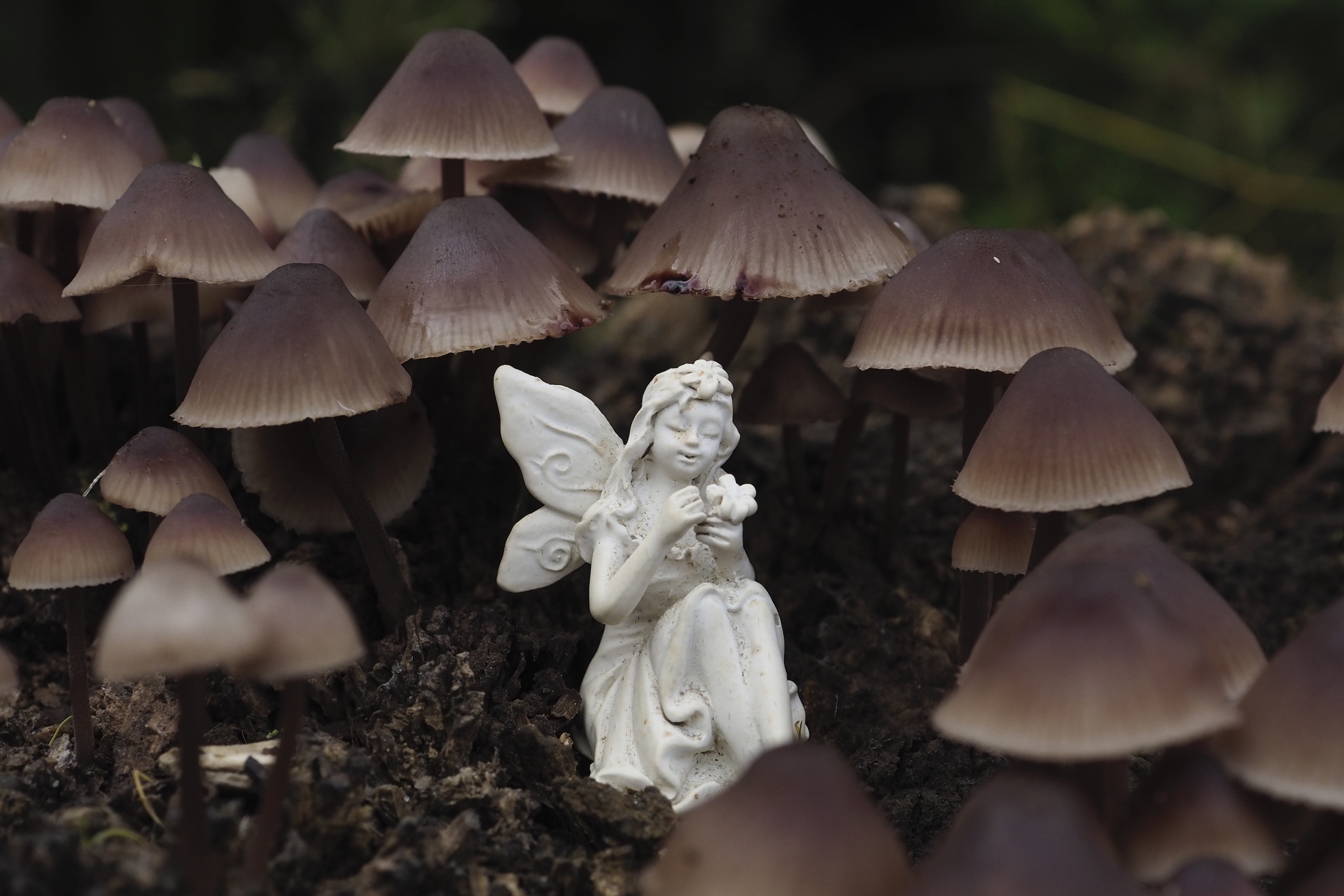Mushroom Fairy - Skovbunds fe